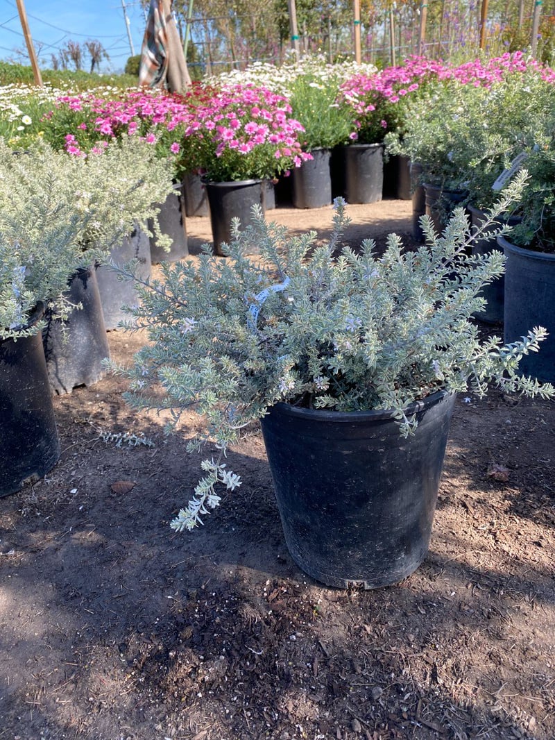 Photo for Westringia fruticosa 'Smokey' (Smokey Coast Rosemary)