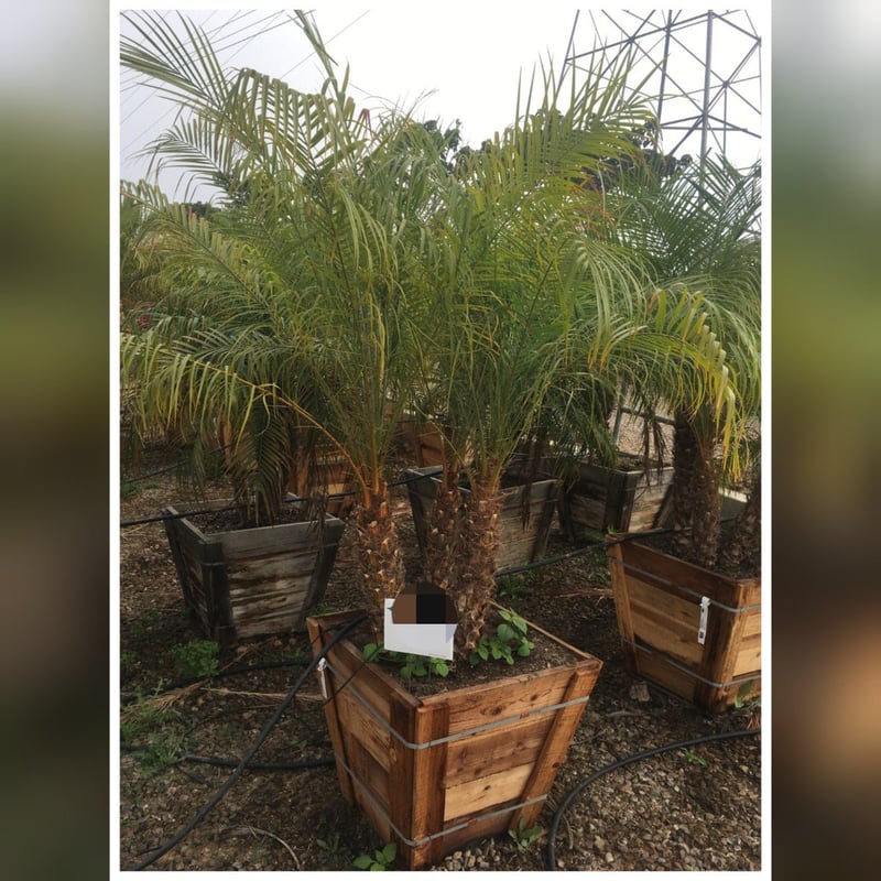 Photo for Phoenix roebelenii (Triple Trunk) ( Pygmy Date Palm)