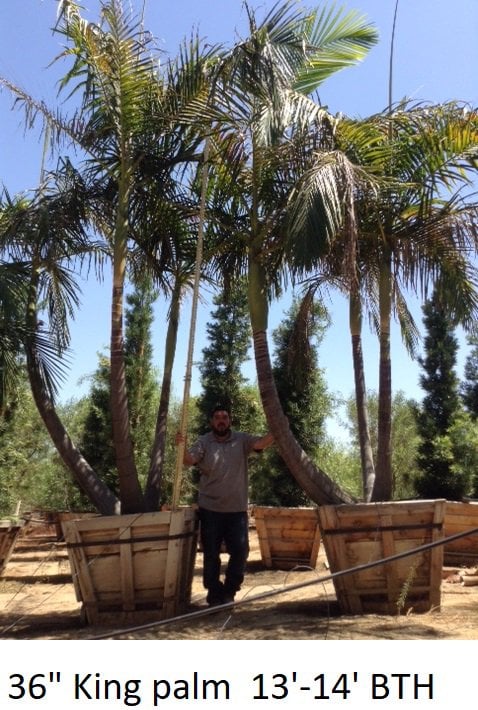Photo for Archontophoenix cunninghamiana (Multi) (King Palm (Multi))