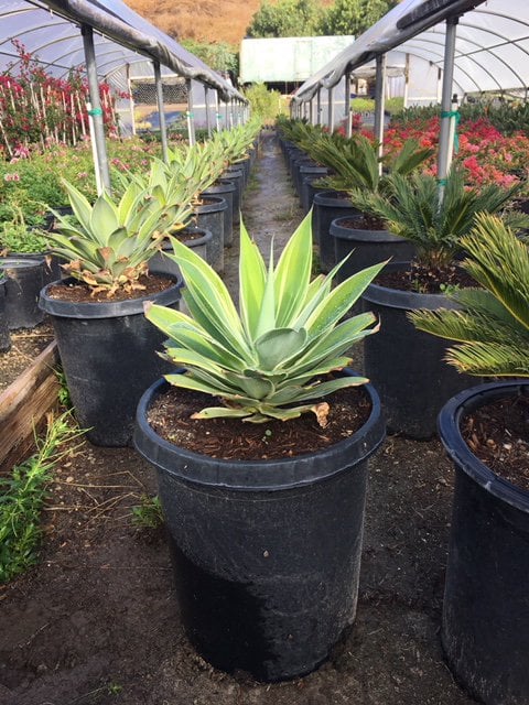 Photo for Agave attenuata 'Variegata' (Variegated Fox Tail Agave)