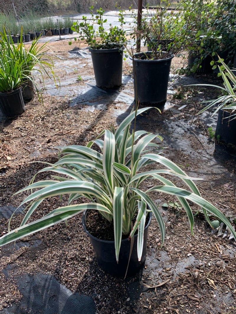 Photo for Dianella tasmanica (Tasman Flax Lily)