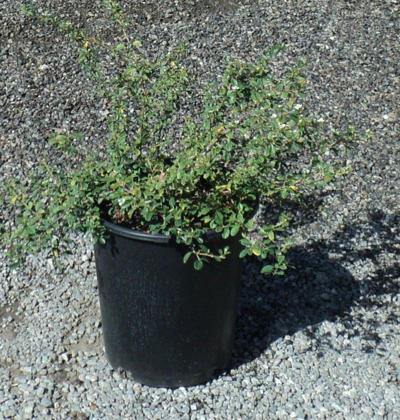 Photo for Cotoneaster dammeri (Bearberry)