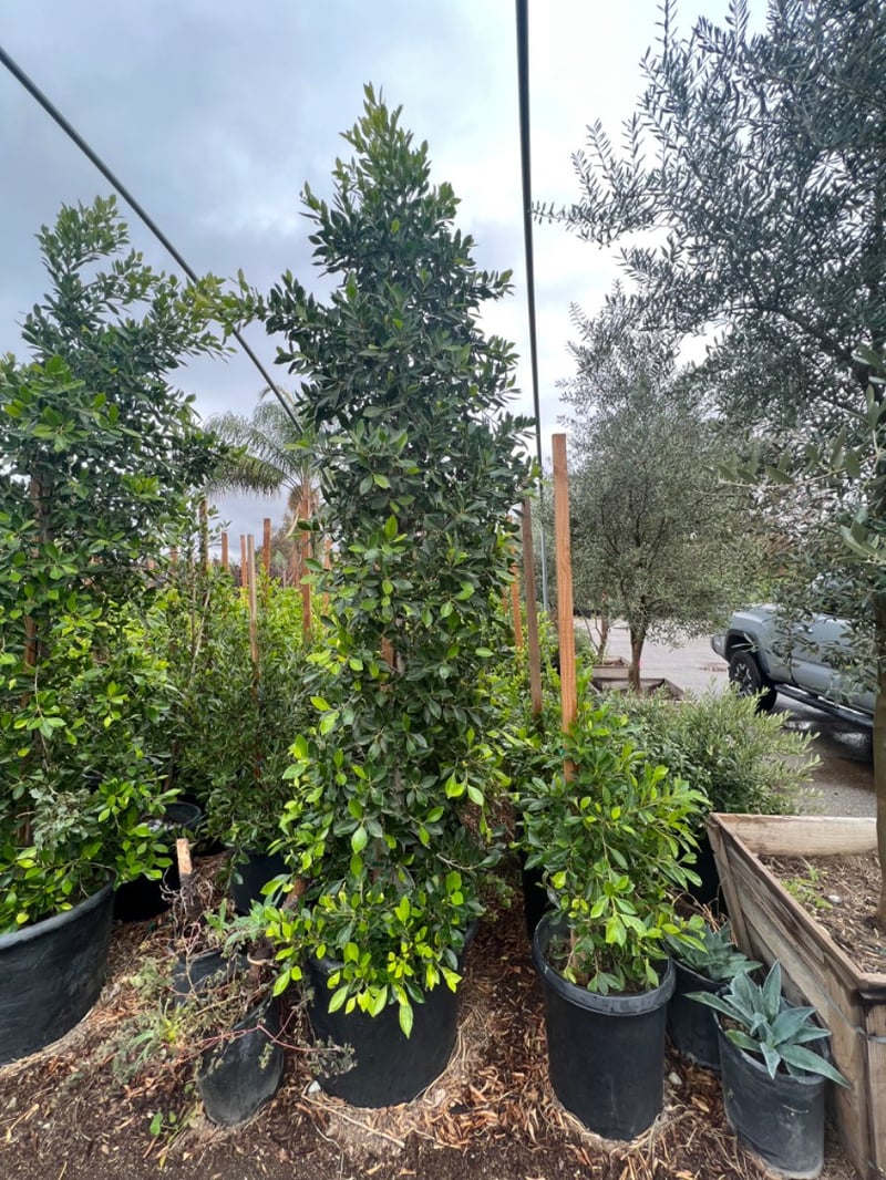 Photo for Ficus microcarpa nitida (Indian Laurel)