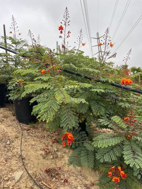 Photo for Caesalpinia pulcherrima (Red Bird of Paradise)