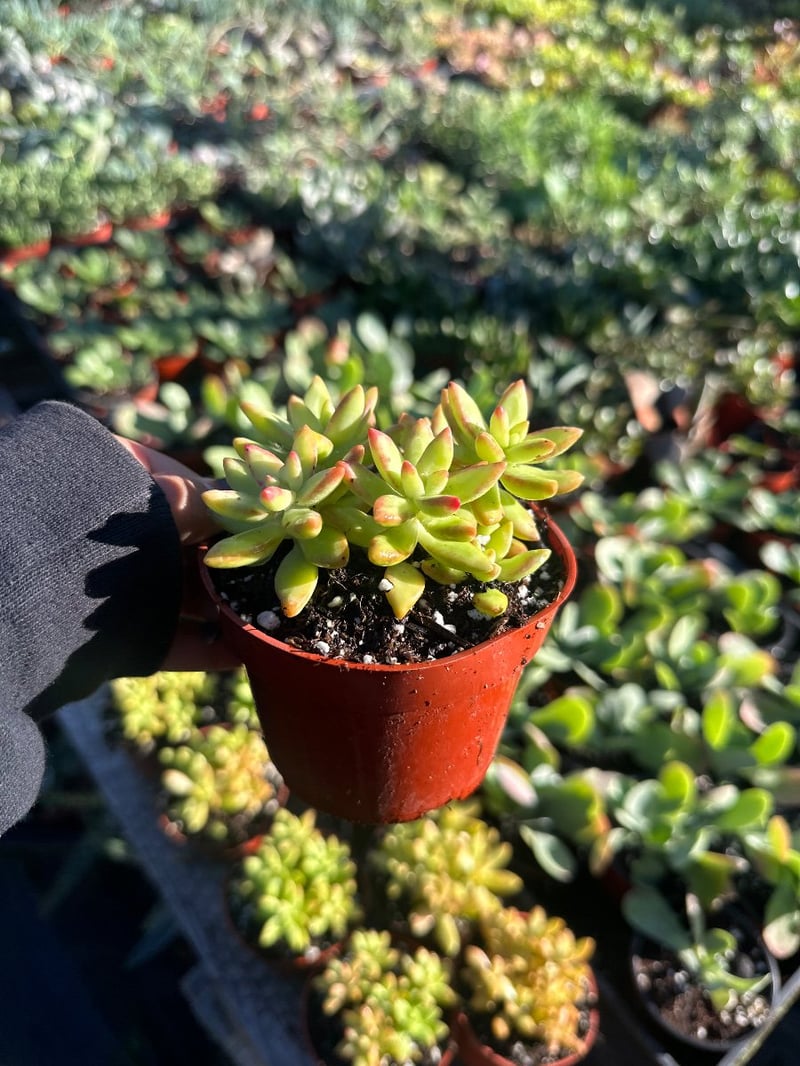 Photo for Sedum adolphii (Golden Sedum)