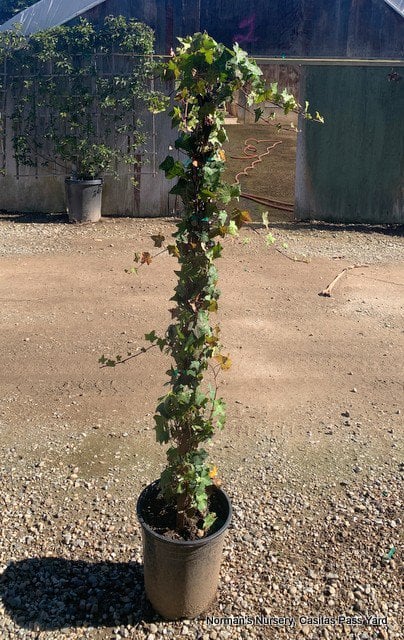 Photo for Hedera helix (Staked) (English Ivy)