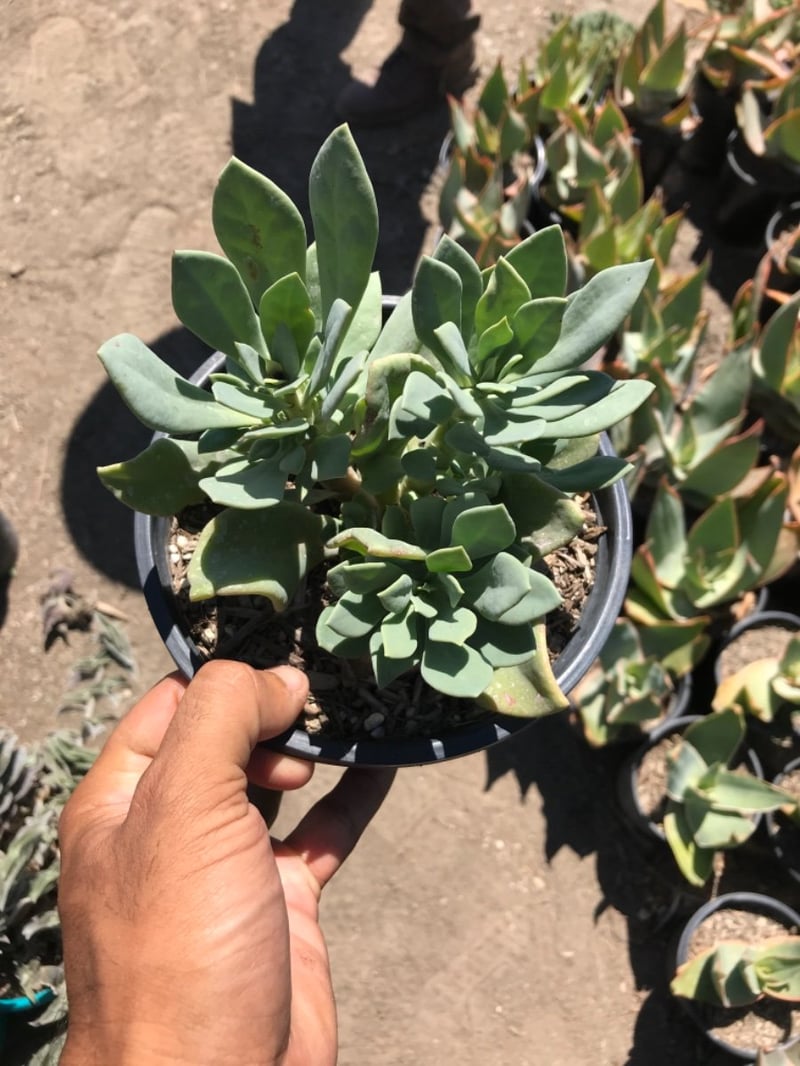 Photo for Cistanthe grandiflora (Rock Purslane)