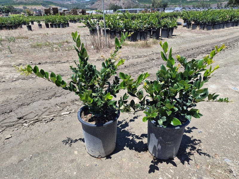 Photo for Ligustrum japonicum 'Texanum' (Waxleaf Privet)