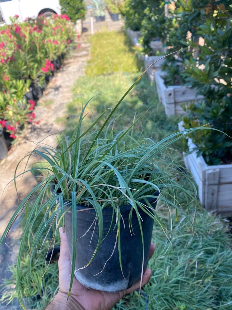 Photo for Carex flacca (c. glauca) (Blue Sedge)