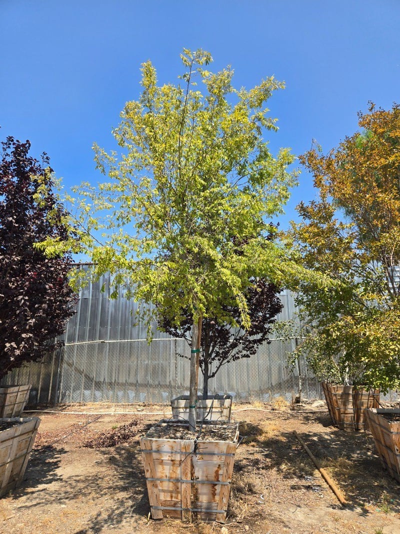 Photo for Ulmus parvifolia 'Drake' (Drake's Chinese Elm)