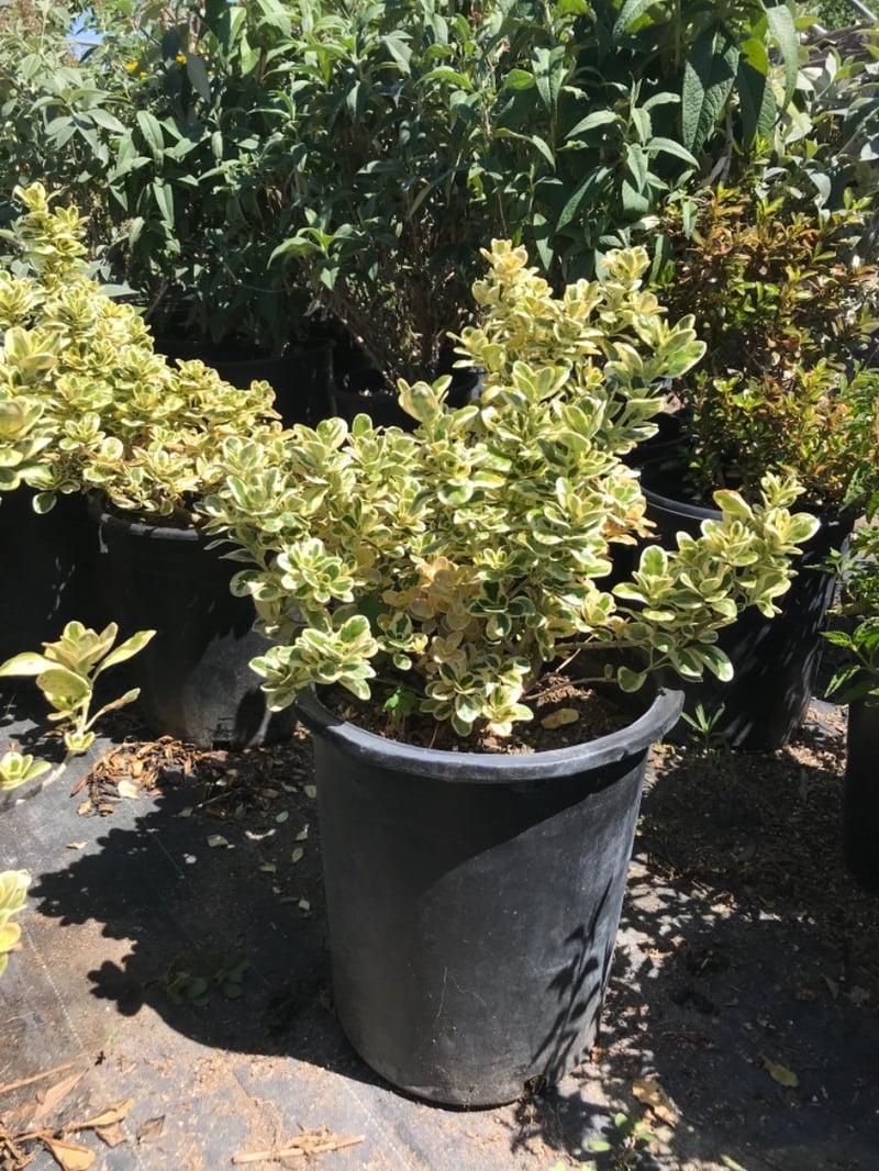 Photo for Coprosma 'Marble Queen' (Marble Queen Mirror Plant)