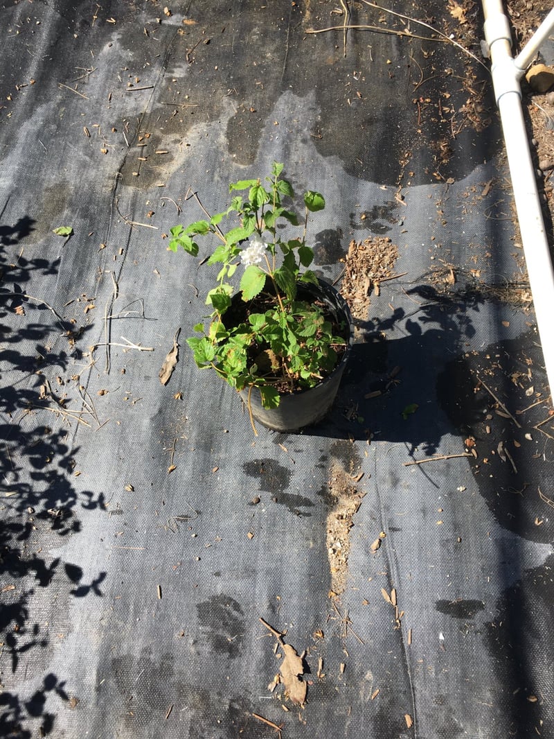 Photo for Lantana montevidensis 'Alba' (White Trailing Lantana)