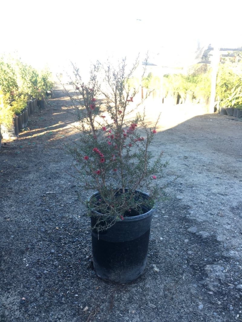Photo for Leptospermum scoparium (Tea Tree)