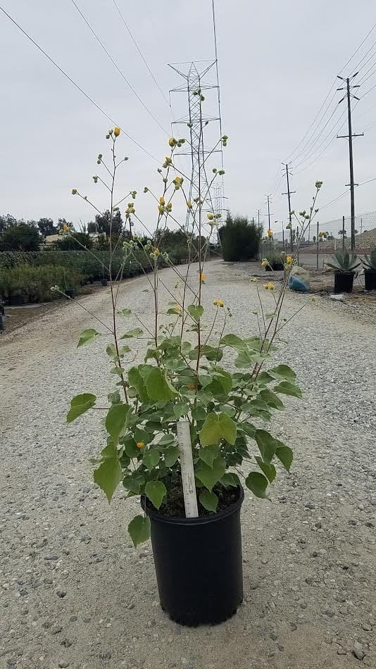 Photo for Abutilon palmeri (Indian Mallow)