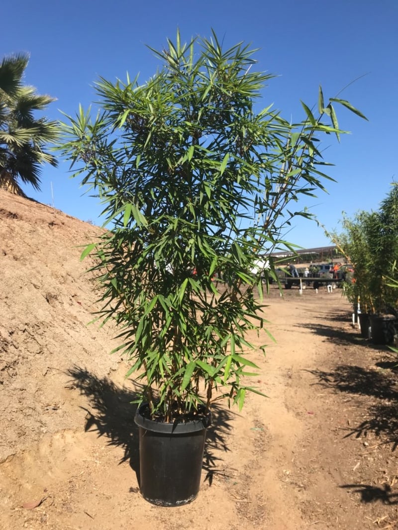 Photo for Bambusa multiplex 'Alphonse Karr' (Alphonse Karr Bamboo)