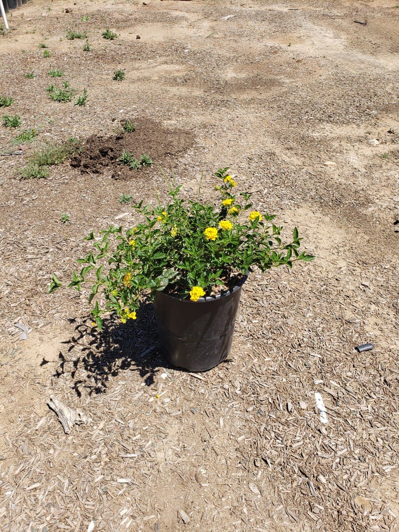 Photo for Lantana camara ‘Gold Mound’ (Gold Mound Lantana)