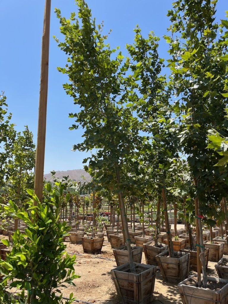 Photo for Platanus acerifolia 'Bloodgood' (Standard) (Bloodgood London Plane Tree)