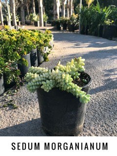 Photo for Sedum morganianum (Donkey's Tail)