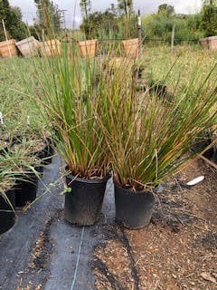 Photo for Juncus effusus (Soft Rush)
