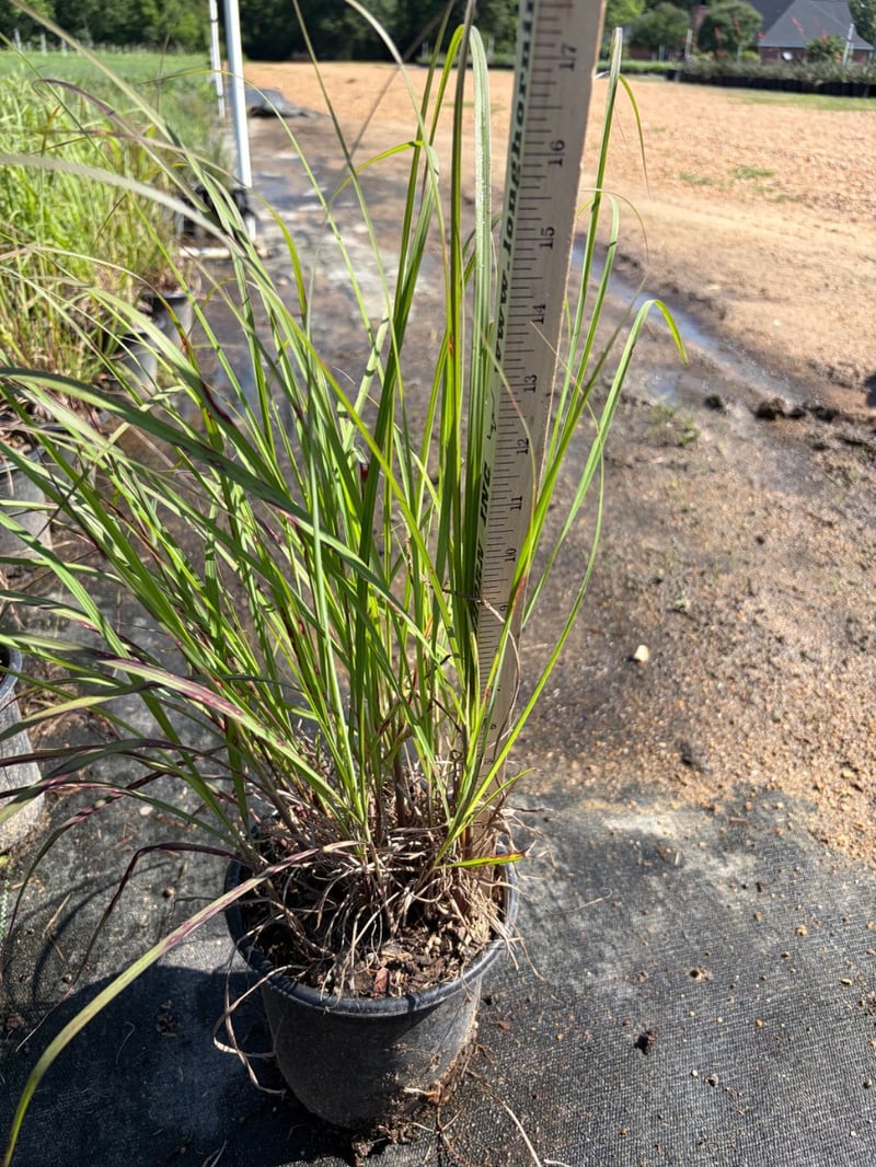 Photo for Andropogon gerardii  (Big Bluestem)
