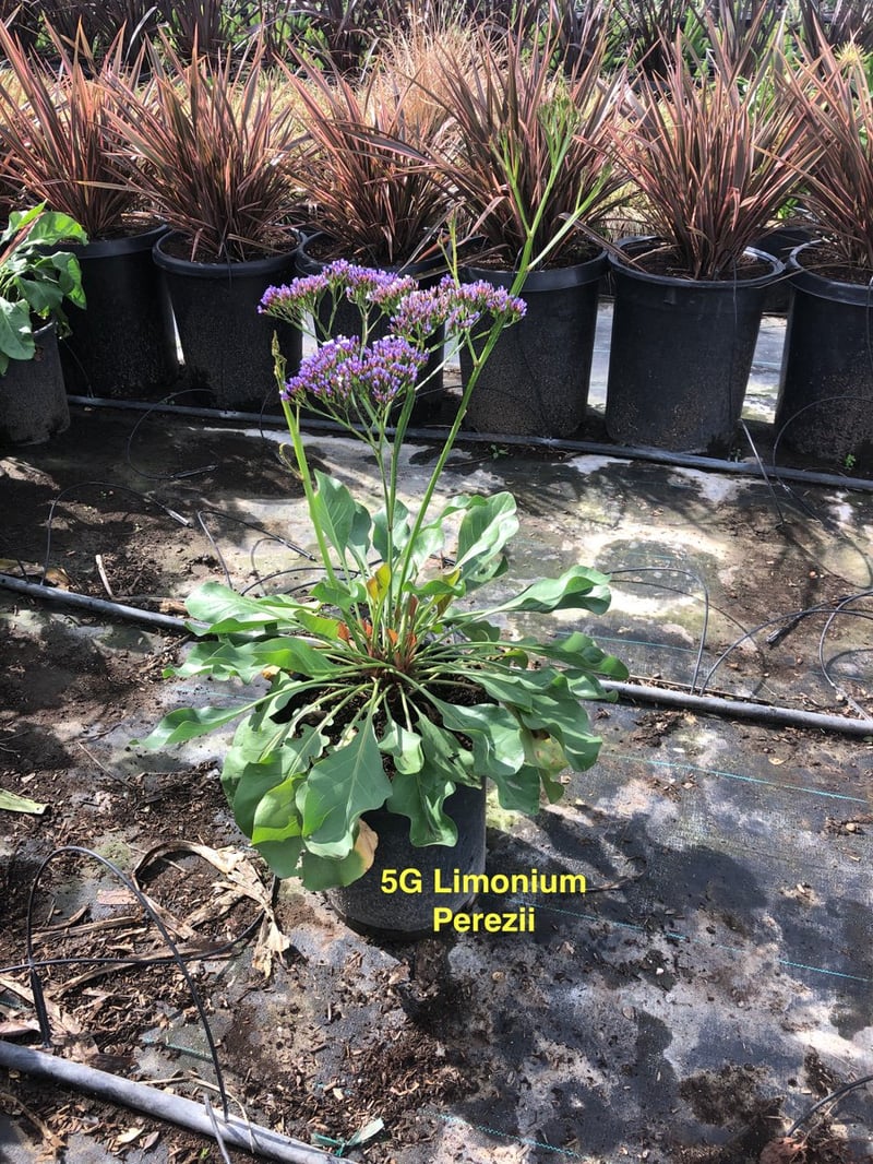 Photo for Limonium perezii (Sea Lavender, Statice)