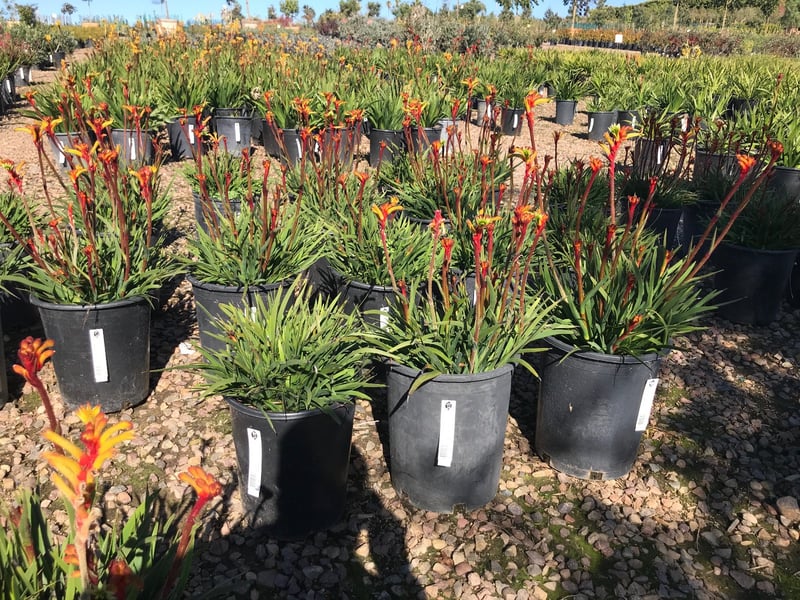 Photo for Anigozanthos (Dwarf) (Dwarf Yellow Kangaroo Paw)