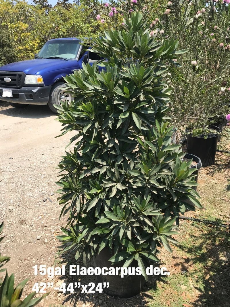 Photo for Elaeocarpus decipiens (Japanese Blueberry Tree)