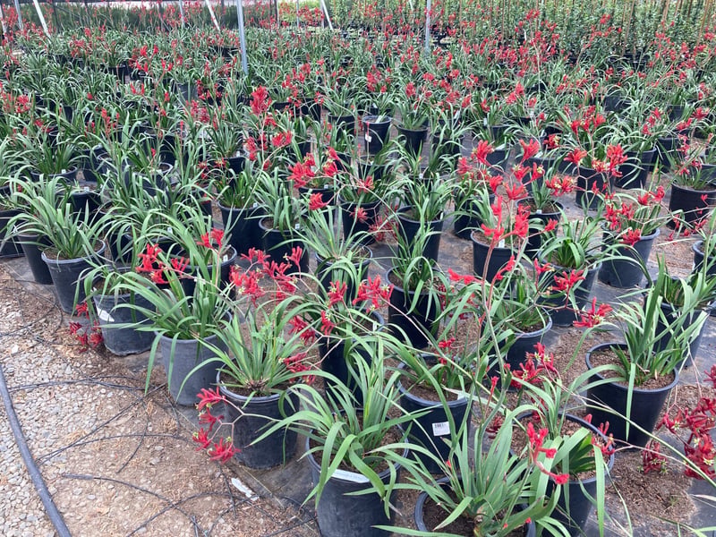 Photo for Anigozanthos 'Regal Velvet' (Regal Velvet Kangaroo Paw)