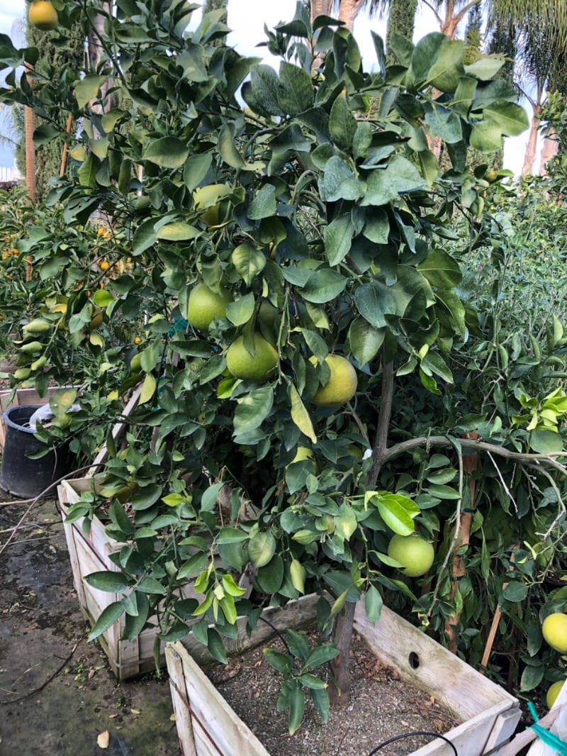Photo for Citrus x paradisi 'Oro Blanco' (Oro Blanco Grapefruit)