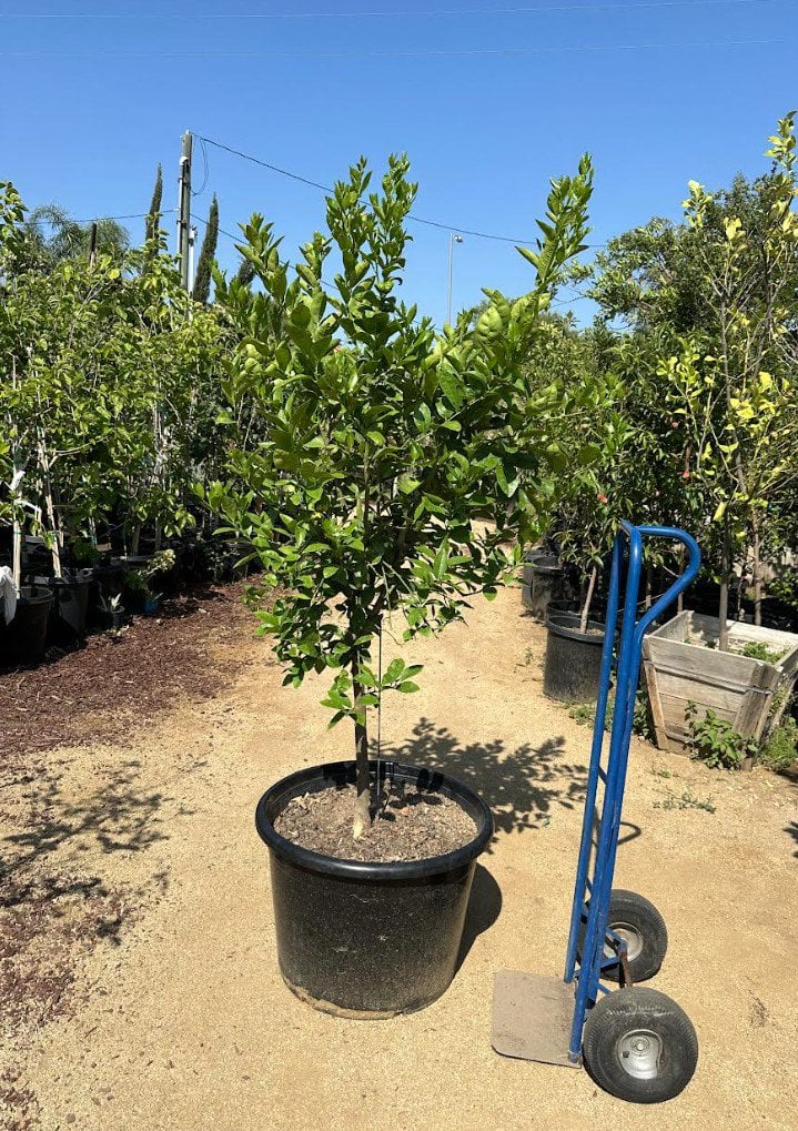 Photo for Citrus aurantifolia 'Bearss' Seedless (Standard) (Seedless Bearss Lime)