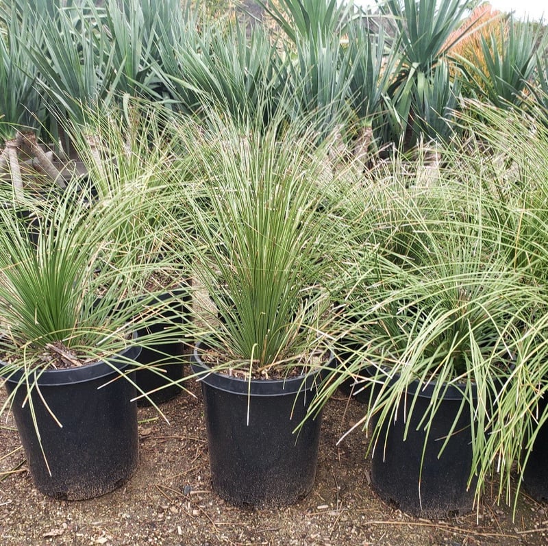 Photo for Dasylirion longissimum (Mexican Grass Tree)
