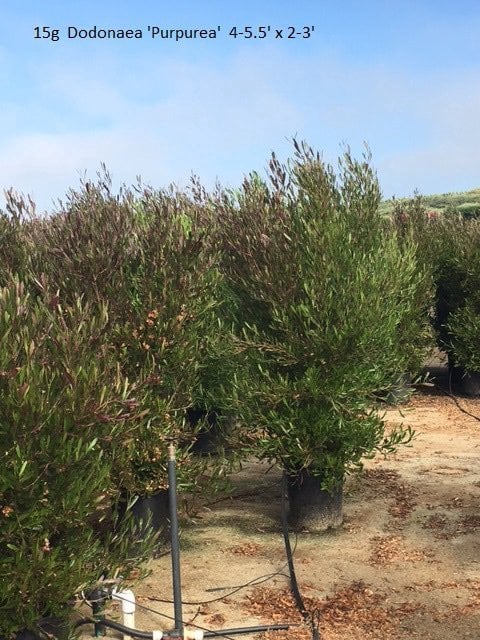 Photo for Dodonaea viscosa 'Purpurea' (Purple-leafed Hop-bush)