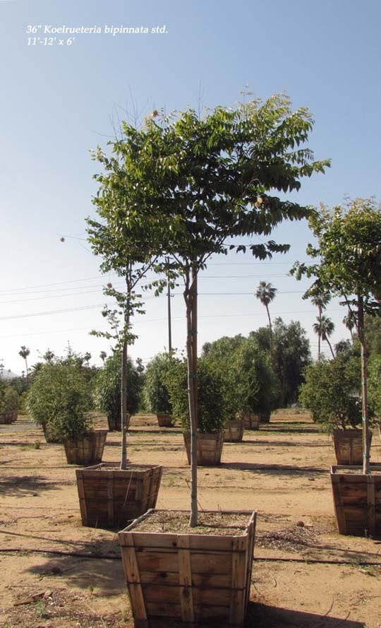 Photo for Koelreuteria bipinnata (Standard) (Chinese Flame Tree)