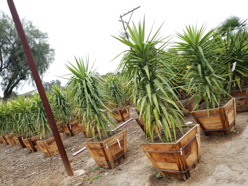 Photo for Yucca elephantipes (Spineless Yucca)