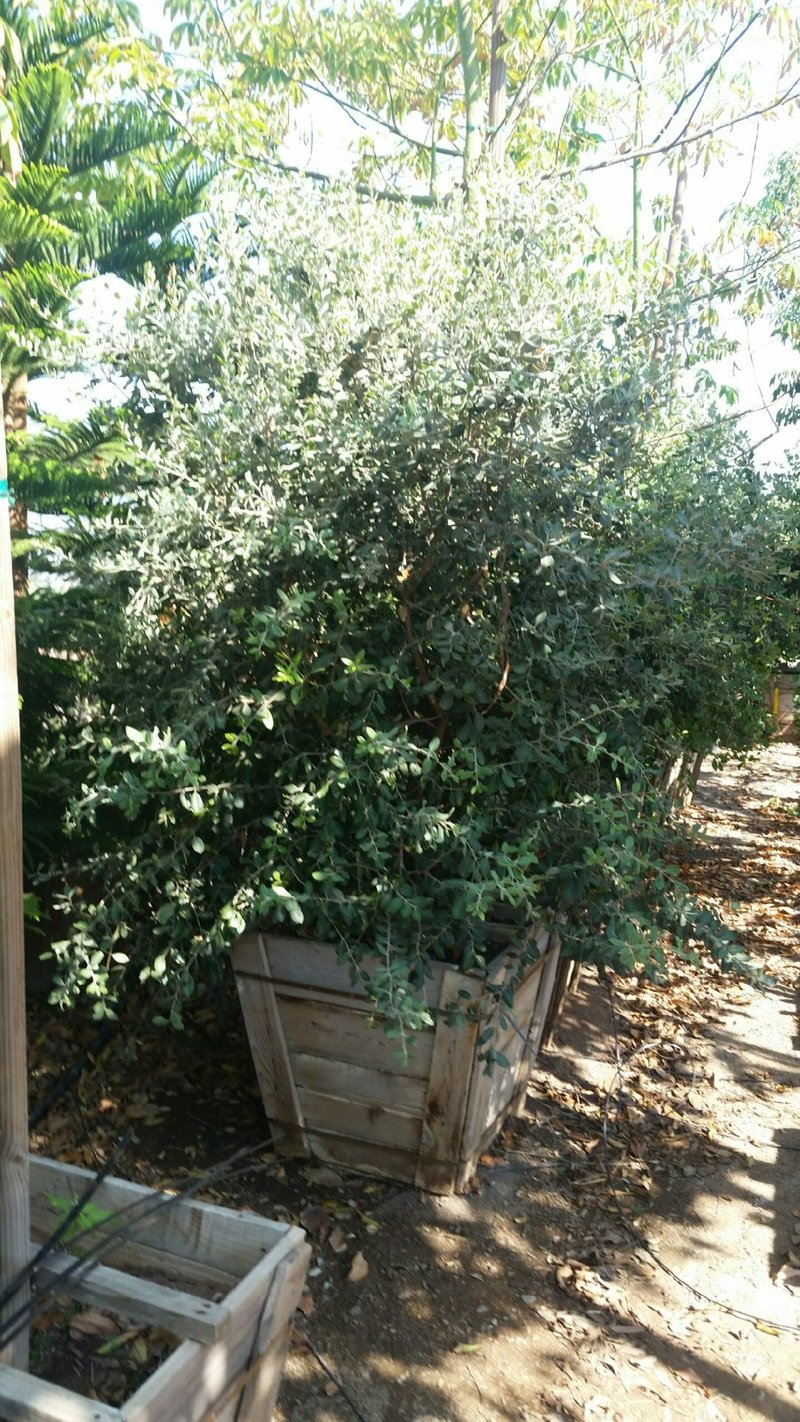 Photo for Metrosideros excelsa (Multi) (New Zealand Christmas Tree)
