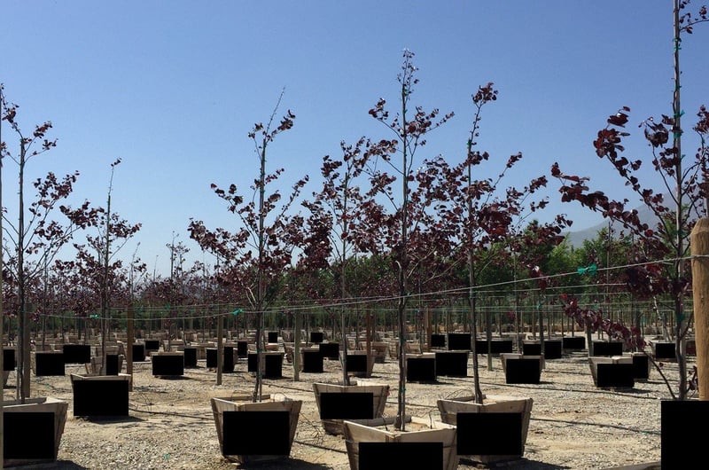 Photo for Cercis canadensis 'Forest Pansy' (Eastern Redbud 'Forest Pansy')