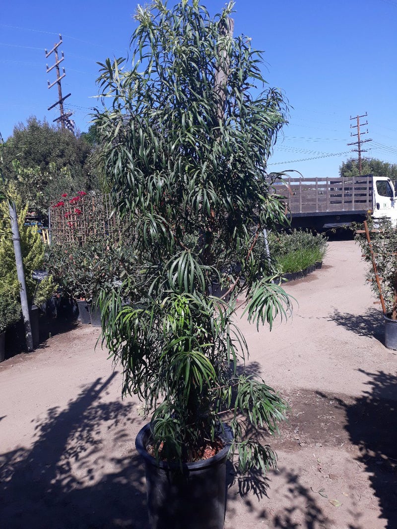 Photo for Podocarpus macrophyllus (Yew Pine)
