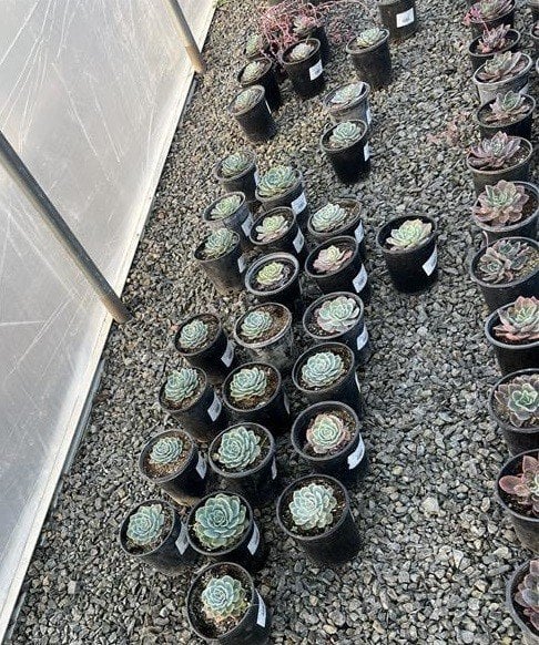 Photo for Echeveria 'Imbricata' (Imbricata Echeveria )