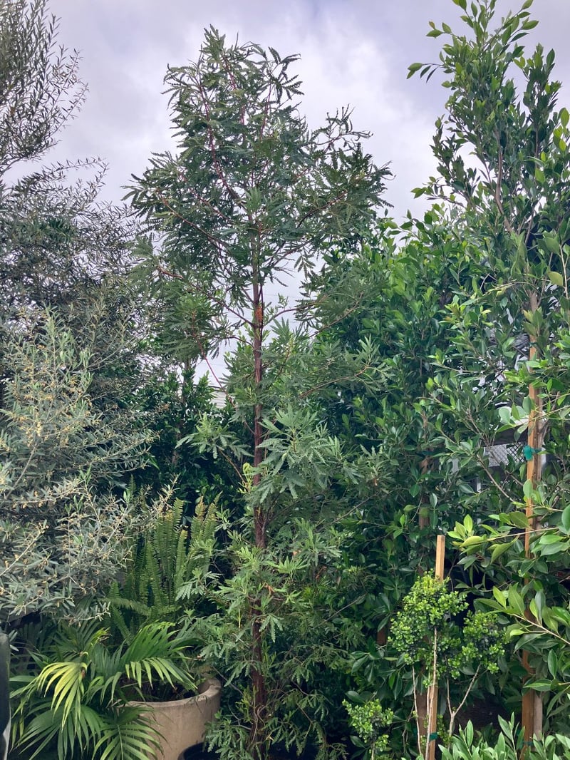 Photo for Lyonothamnus floribundus asplenifolius (Standard) (Catalina Ironwood)