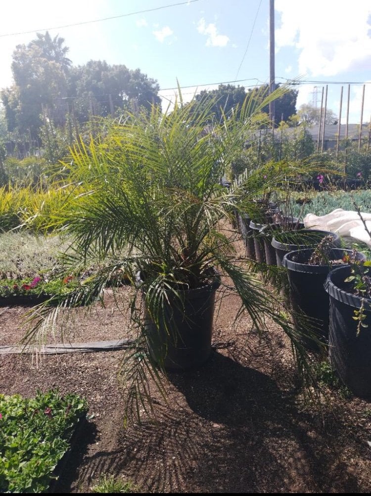 Photo for Phoenix roebelenii (Multi) (Pygmy Date Palm)