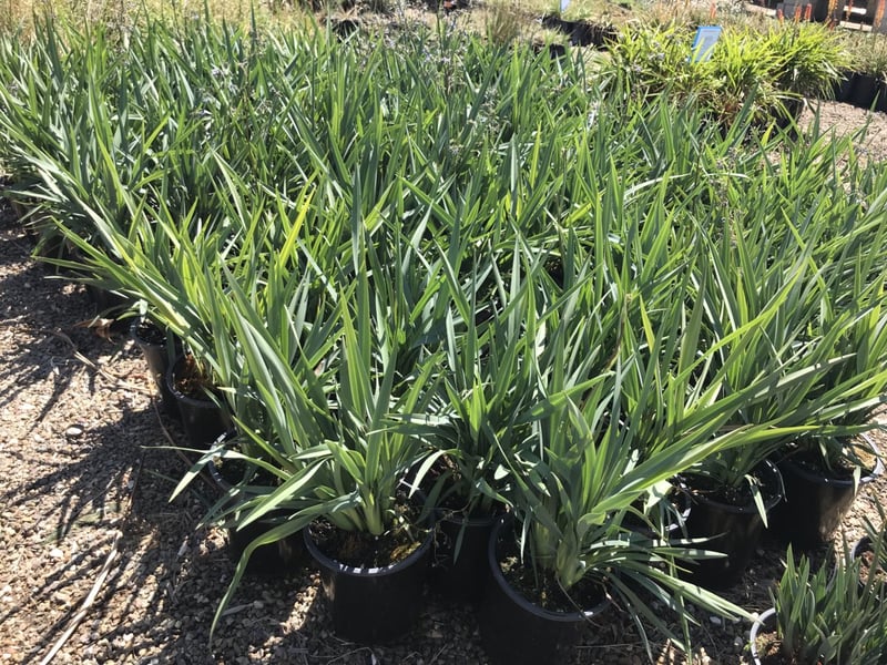 Photo for Dianella caerulea 'Cassa Blue' (Cassa Blue Flax Lily)