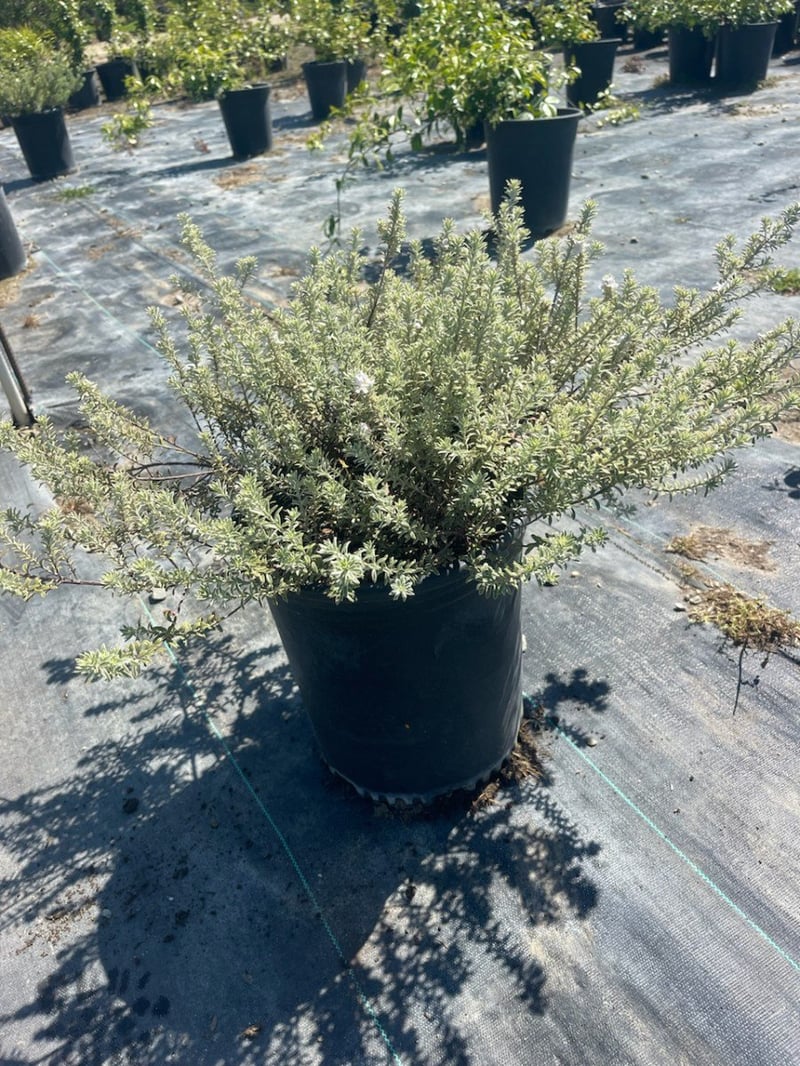 Photo for Westringia fruticosa 'Smokey' (Smokey Coast Rosemary)