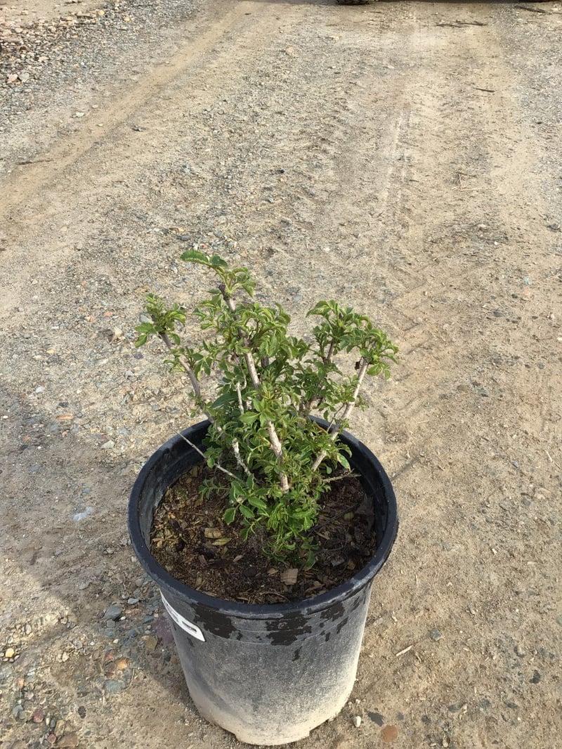 Photo for Sambucus mexicana 'Nigra' (Mexican Elderberry)