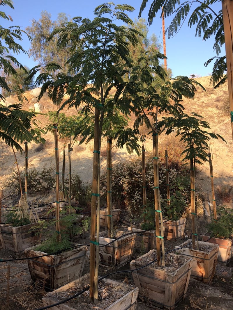 Photo for Albizia julibrissin (Standard) (Silk Tree)