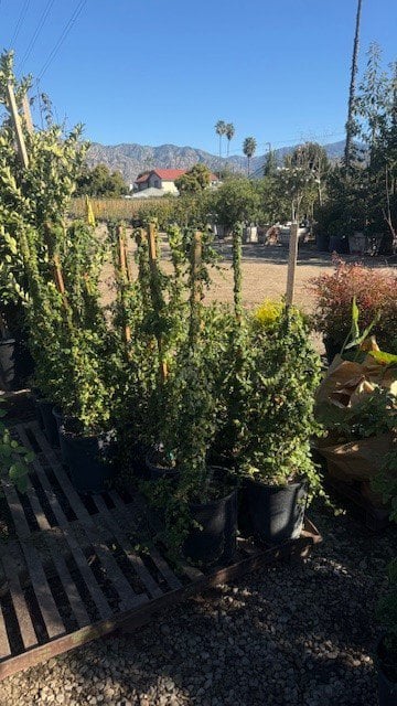 Photo for Ficus pumila (F. repens) (Creeping Fig, Fig Ivy)