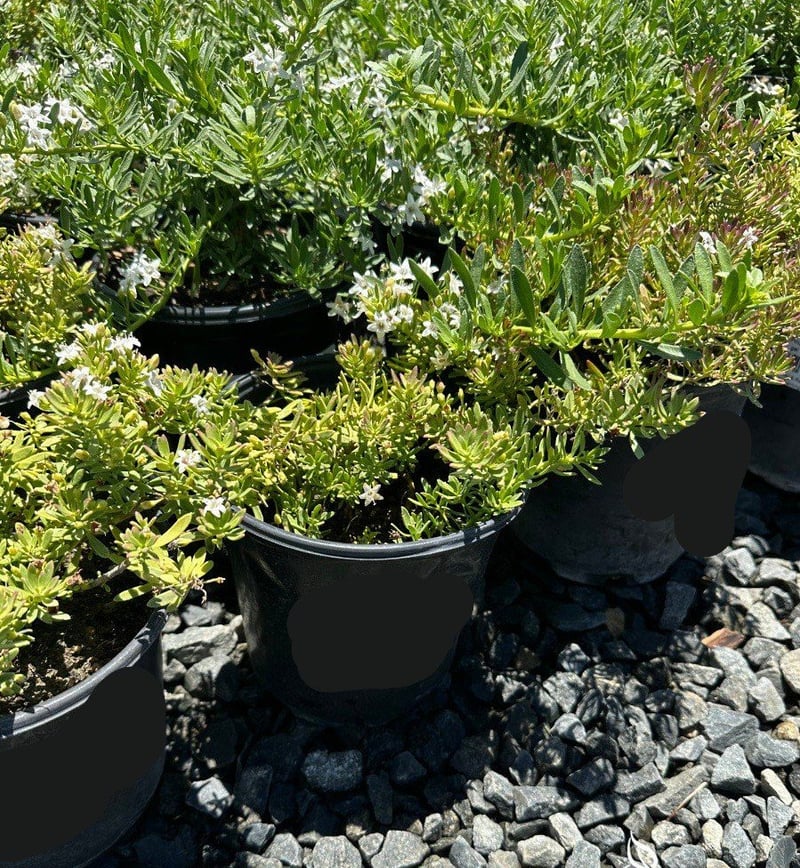 Photo for Myoporum parvifolium 'Putah Creek' (Creeping Myoporum)