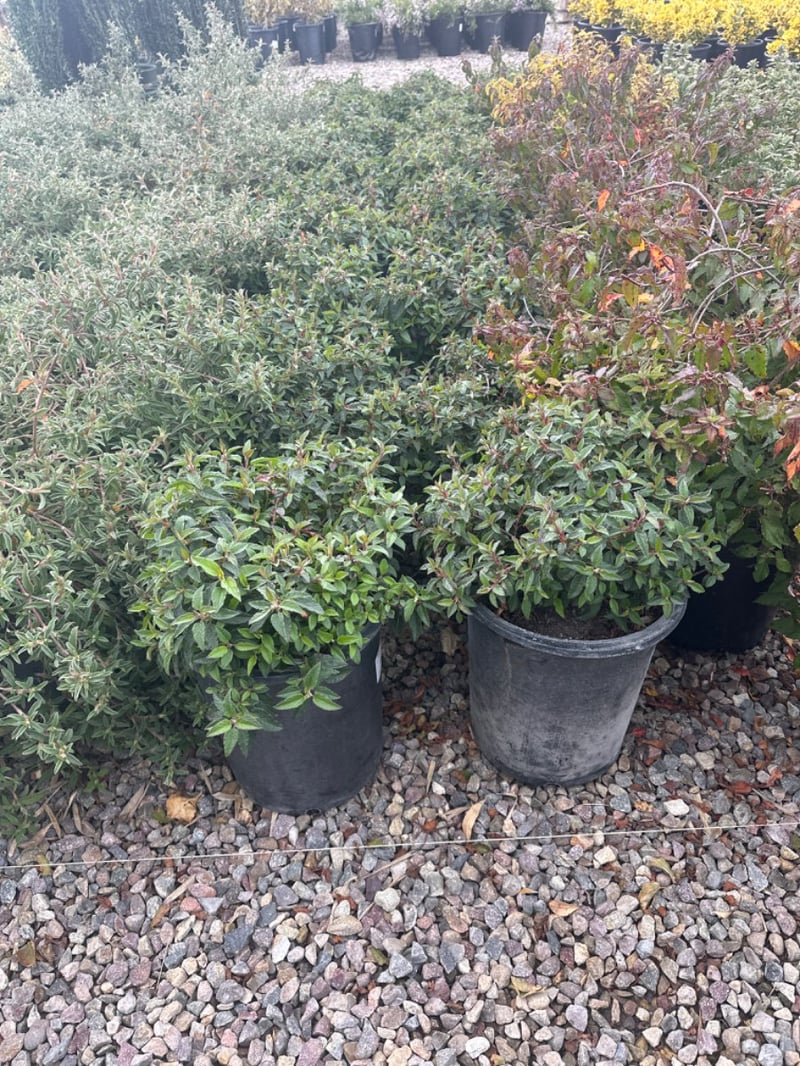 Photo for Cistus hybridus (White Rockrose)