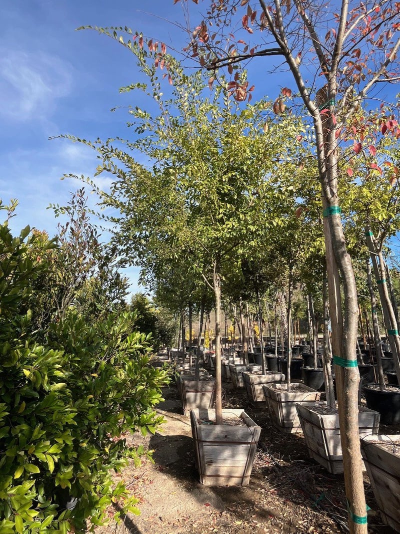 Photo for Ulmus parvifolia (Chinese Elm, Lacebark Elm)