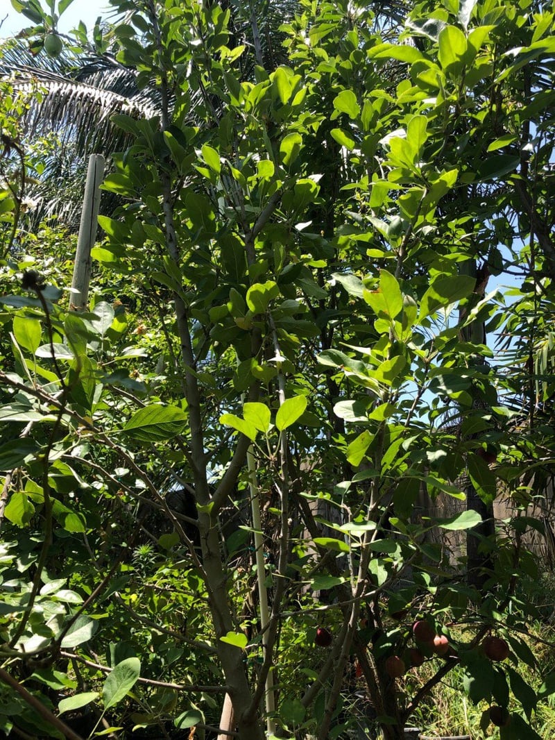 Photo for Malus (any variety) (Apple Tree)