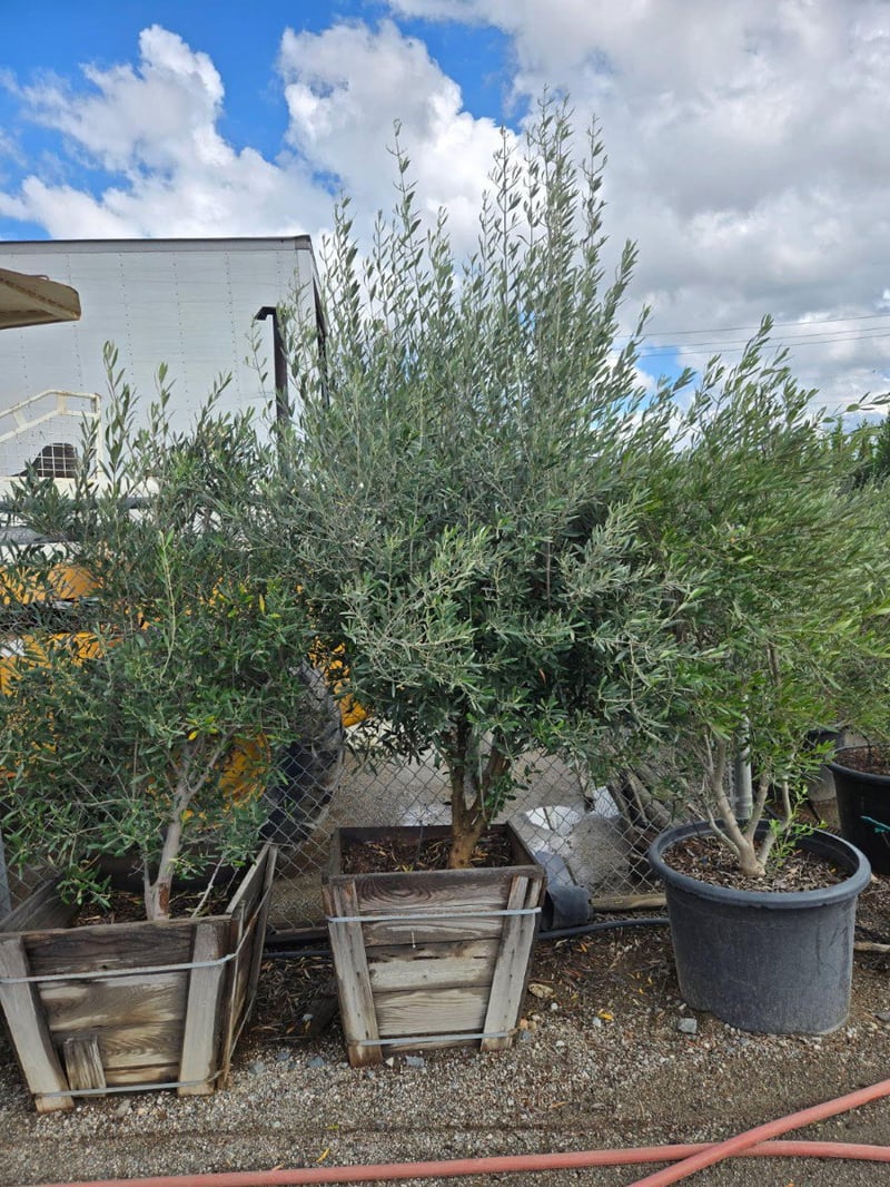 Photo for Olea europaea (Multi (European Olive Tree)